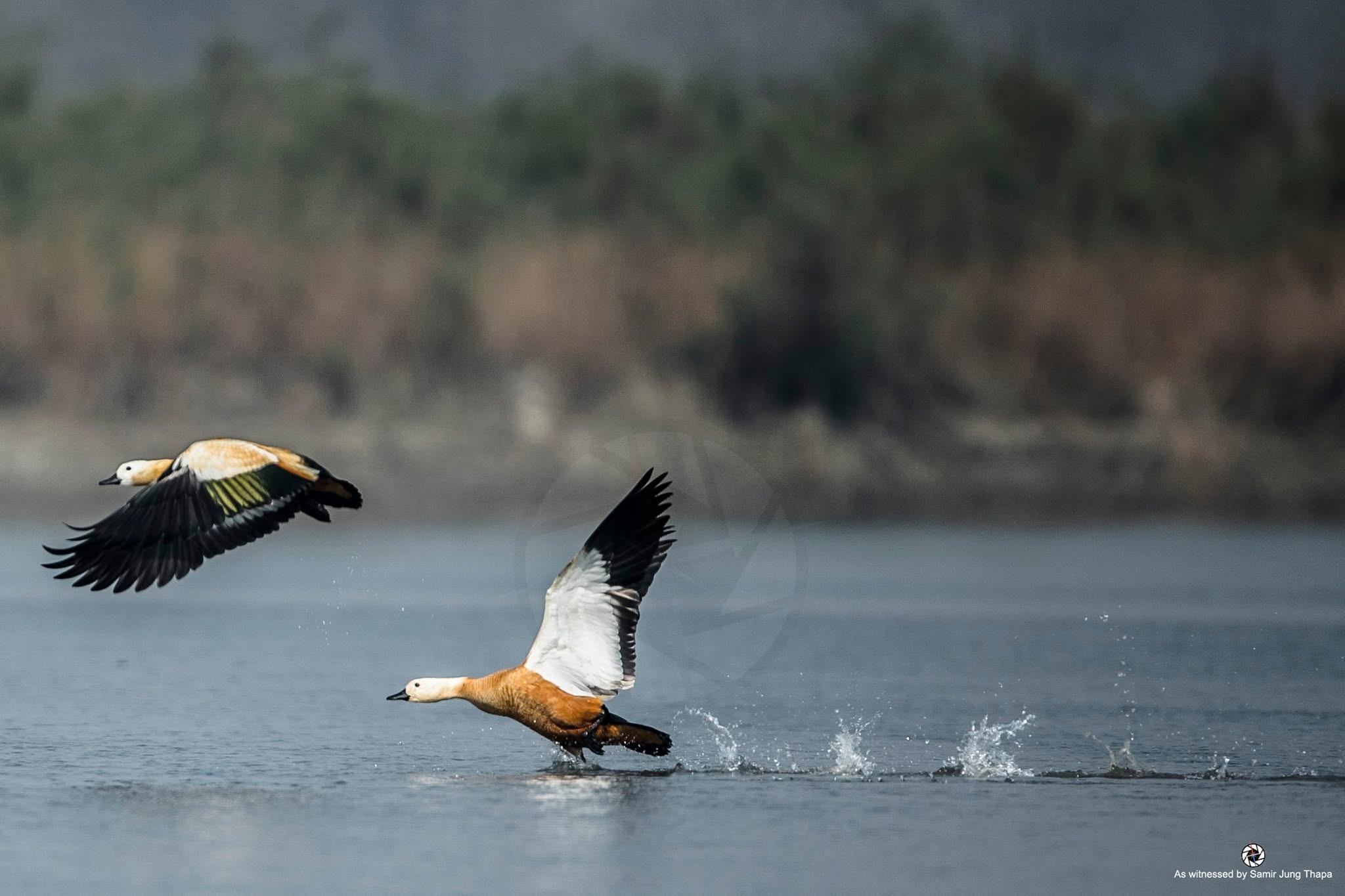 Birds & Himalayan Wildlife Stills